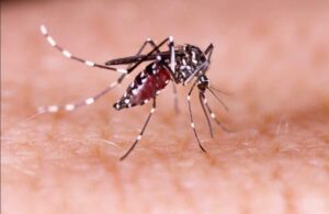 Read more about the article Dengue 2024: RMSP computa mais de 20 mil casos e 15 mortes pela arbovirose